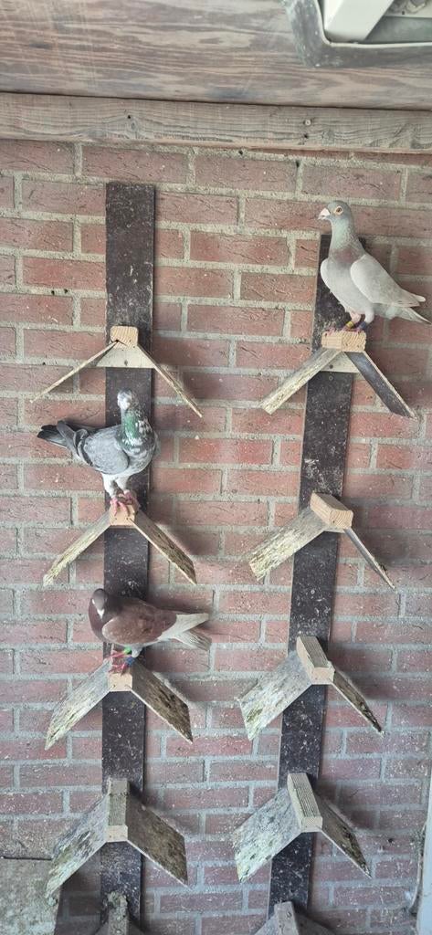 Duiven, Dieren en Toebehoren, Vogels | Duiven