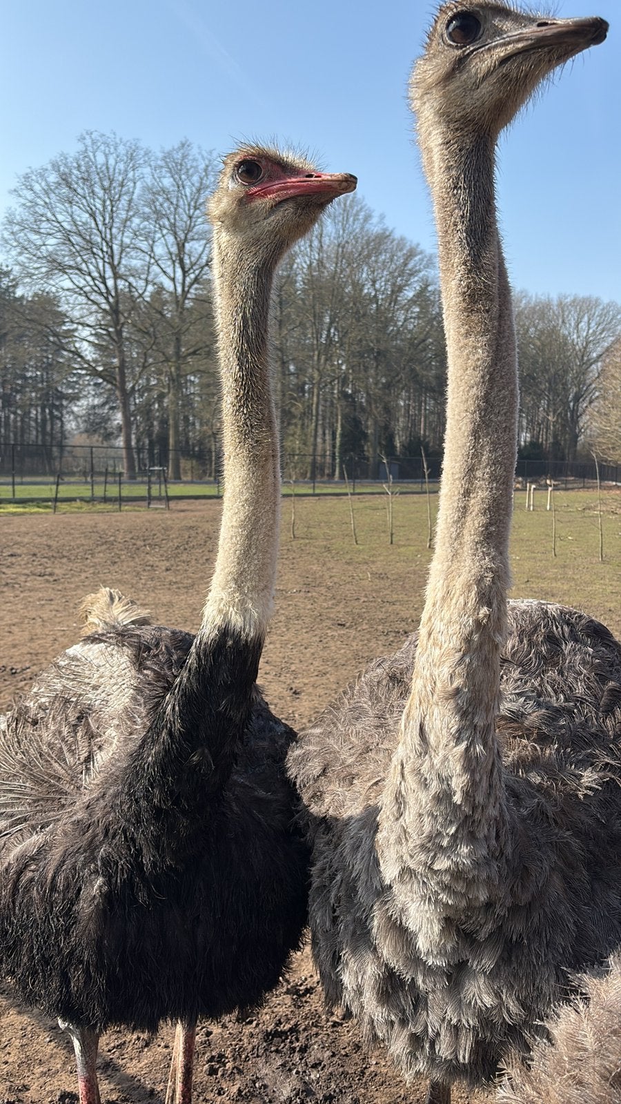 Trio struisvogels bewezen, Dieren en Toebehoren, Pluimvee