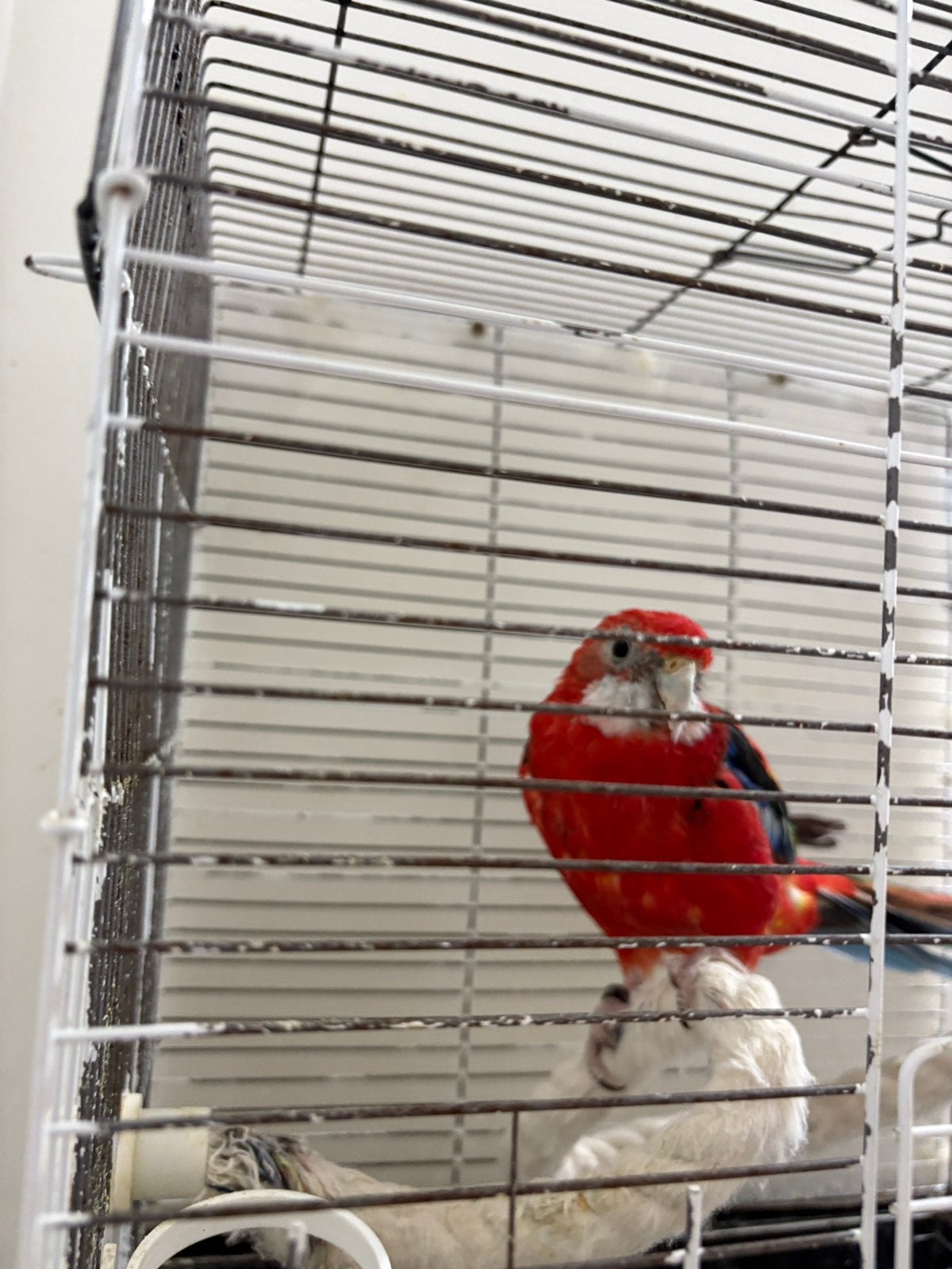 Omnicolor male, Animaux & Accessoires, Oiseaux | Perruches & Perroquets, Mâle, Perroquet, Bagué