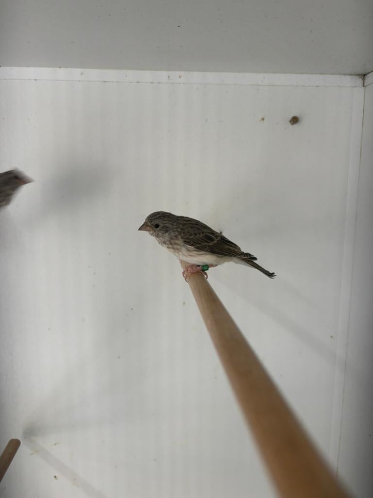 Edelzangers 26 geringd, Dieren en Toebehoren, Vogels | Overige Vogels, Geringd