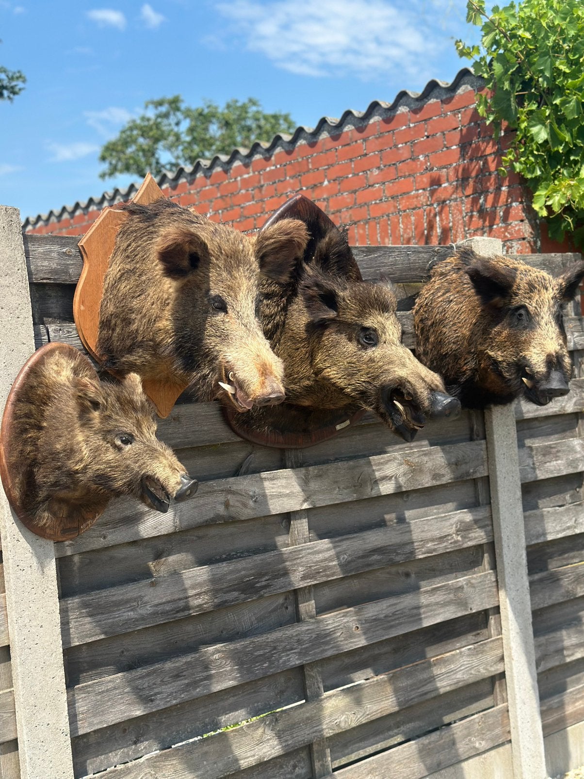 Varkens koppen vanaf 125€ tot 375€, Enlèvement
