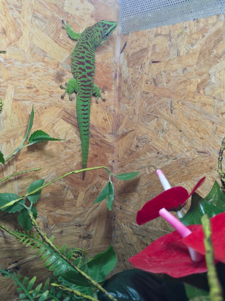 Bewezen kweekkoppel phelsuma grandis high red, Animaux & Accessoires, Amphibien