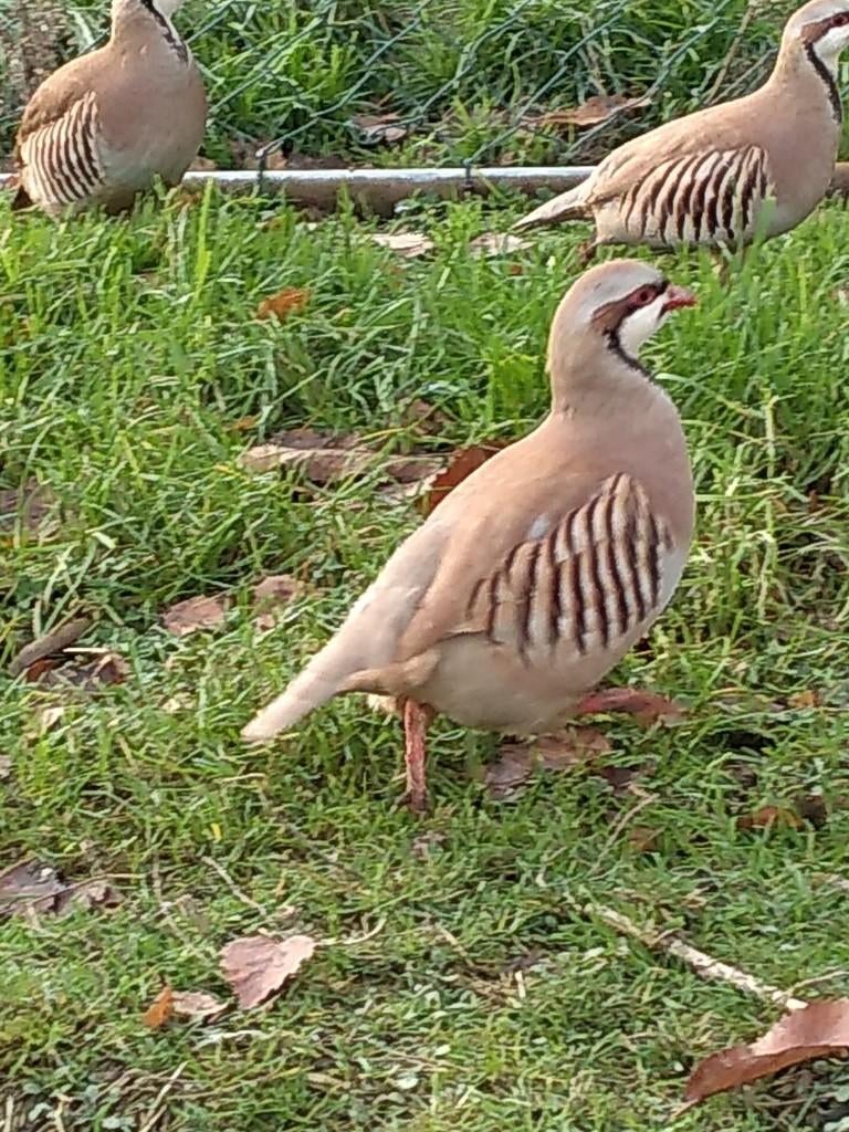 Chukar patrijzen, Dieren en Toebehoren, Vogels | Overige Vogels, Meerdere dieren, Tropenvogel, Geringd