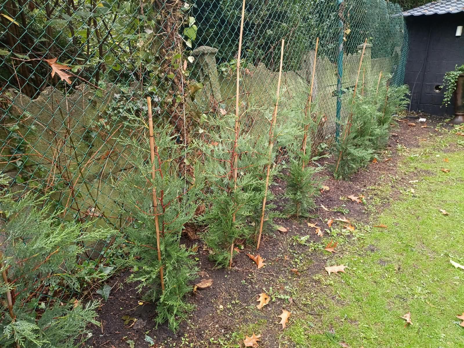 Sapin haie, Jardin & Terrasse, Enlèvement, Haie
