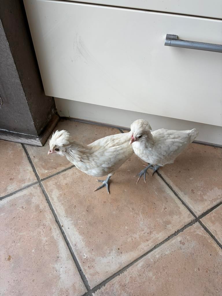Padua kuikens, Dieren en Toebehoren