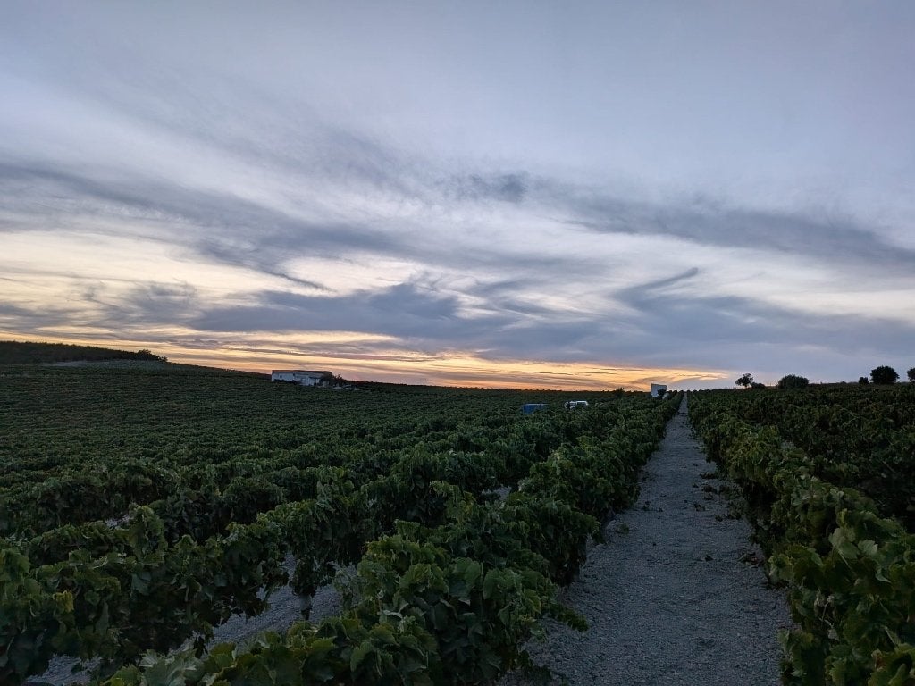 Domaine viticole historique au cœur du terroir de Jerez, Immo, Terrains & Terrains à bâtir, Jerez de la Frontera, 1500 m² ou plus