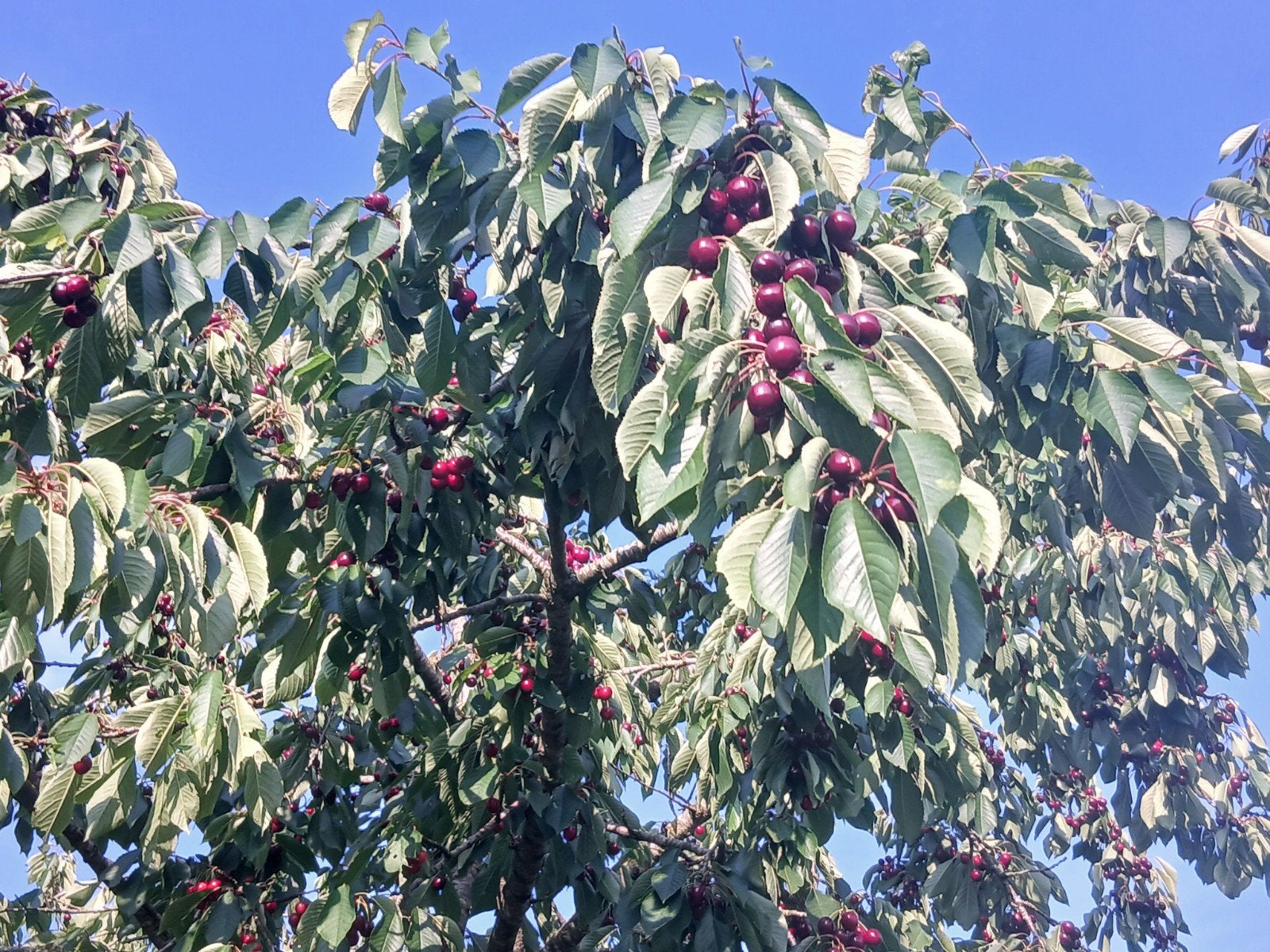 Cerises biologiques, Enlèvement
