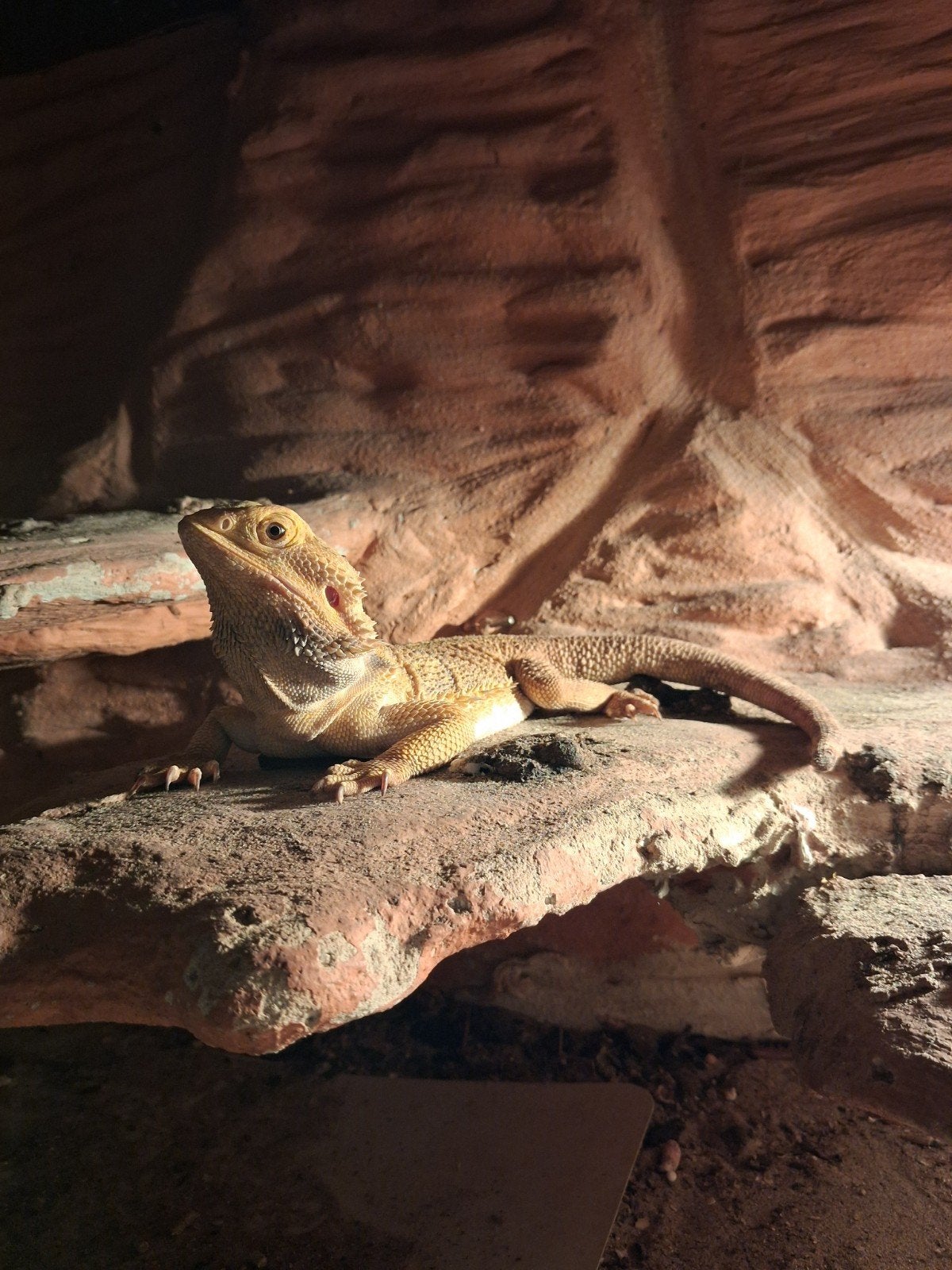 baardehaan koppel met toebehoren, Dieren en Toebehoren, Met terrarium