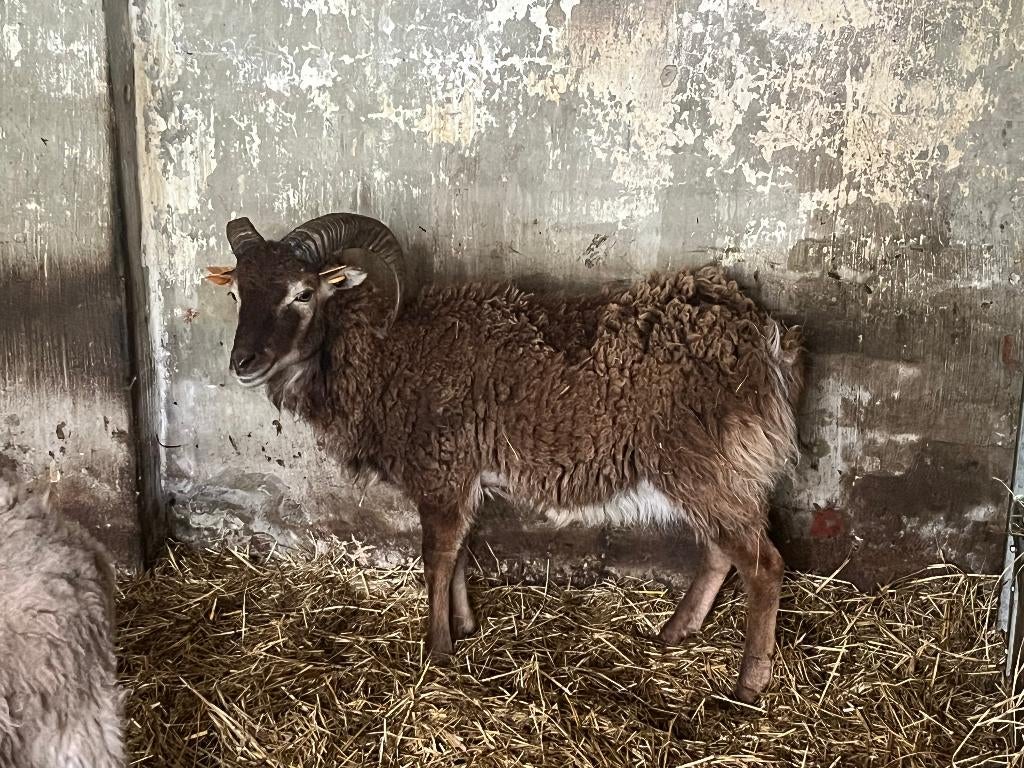 soay jaarling ram, Mannelijk, Schaap, 0 tot 2 jaar
