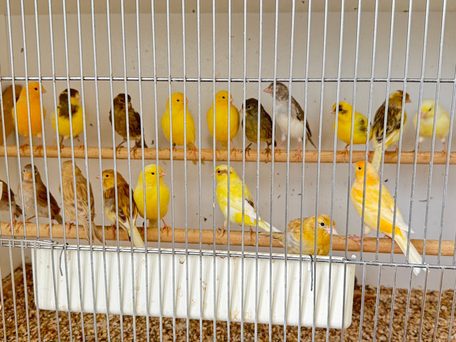 Canary te koop vanaf 2026, Dieren en Toebehoren
