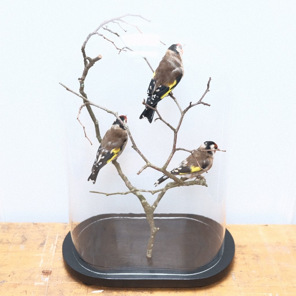 Opgezette putters in stolp taxidermie, Ophalen, Zo goed als nieuw, Vogel, Opgezet dier