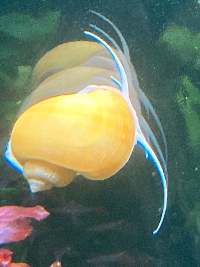 Gele appelslak, Dieren en Toebehoren, Vissen | Aquariumvissen, Slak of Weekdier, Zoetwatervis