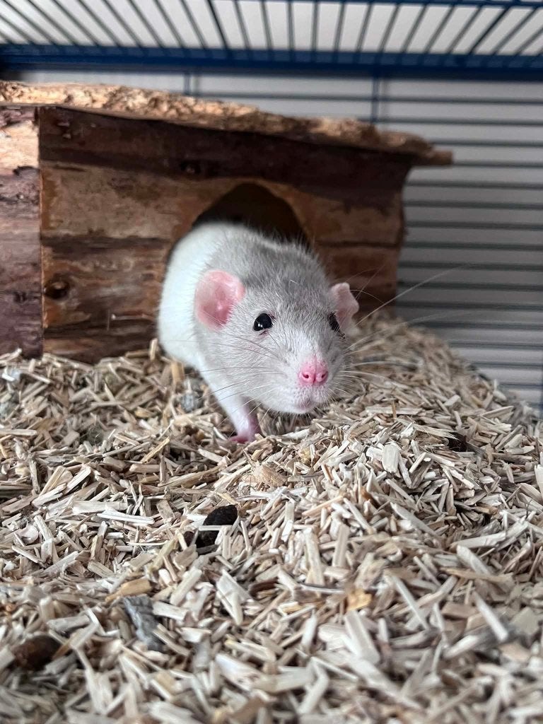 Rat (Vrouw), Animaux & Accessoires, Rongeurs, Femelle, Rat, Mars, Domestique