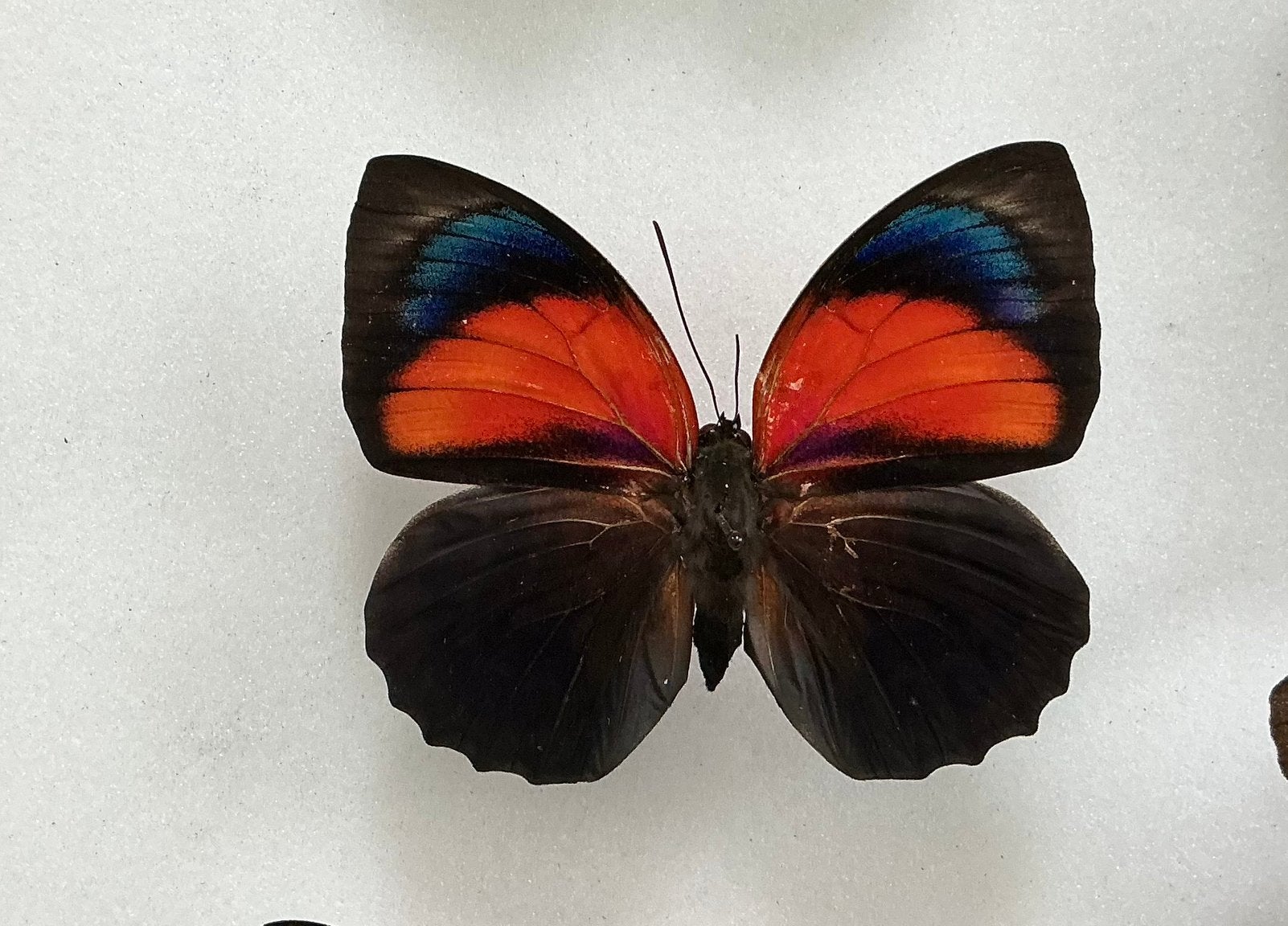 AGRIAS hybride, verlaagde prijs, Verzamelen, Ophalen of Verzenden