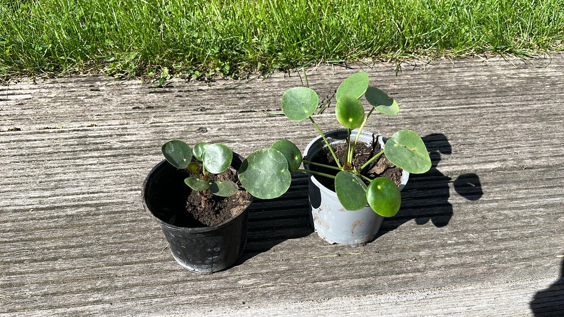 Pannekoekenplantje stekje, Enlèvement