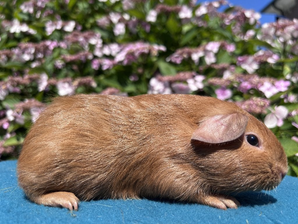 lieve cavia beren buff/creme/wit, Animaux & Accessoires, Rongeurs, Mâle, Domestique, Cobaye, Juillet