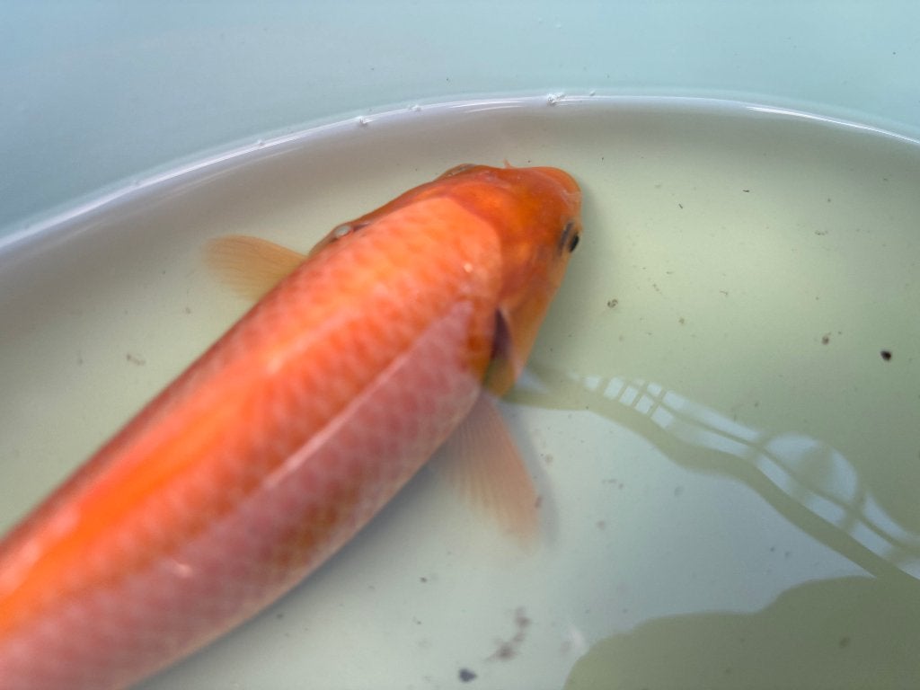 Oranje koi / benigoi 16,5 cm, Dieren en Toebehoren, Vissen | Vijvervissen, Karper of Koi