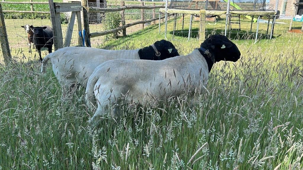 Weide gezocht (omgeving Lichtervelde), Dieren en Toebehoren, Stalling en Weidegang
