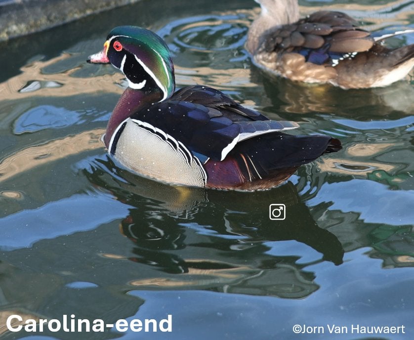Carolina mannen, Dieren en Toebehoren, Pluimvee, Mannelijk, Eend
