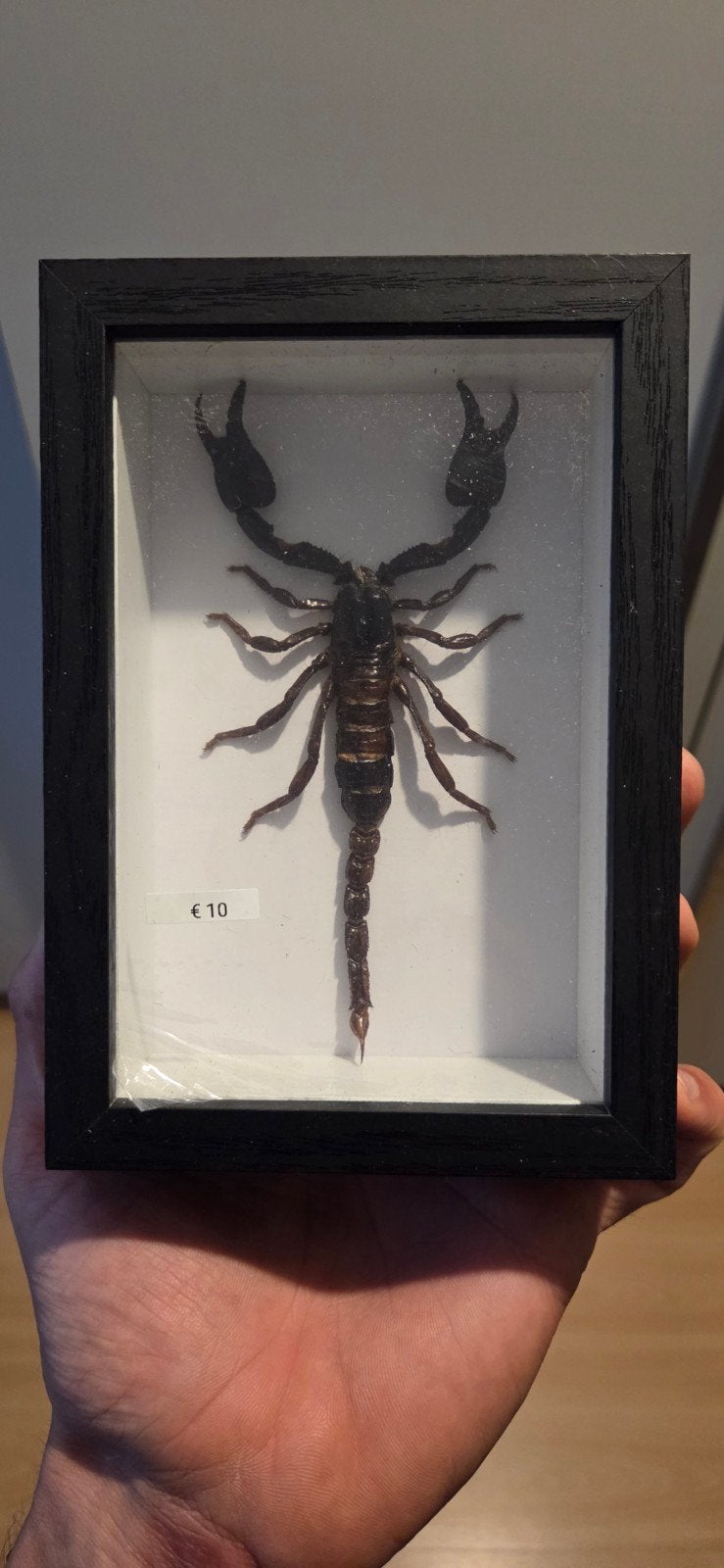 opgezette schorpioen, ideaal voor halloween, Ophalen