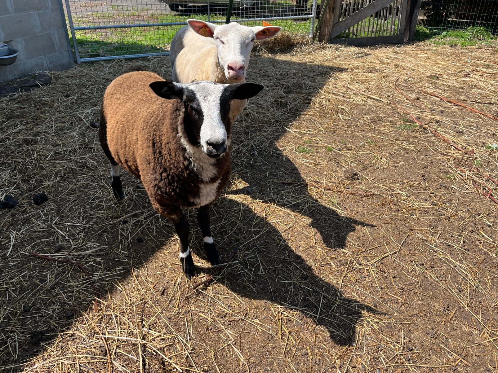 Kruising zwartbles baggerbont, Mâle, Mouton, 0 à 2 ans