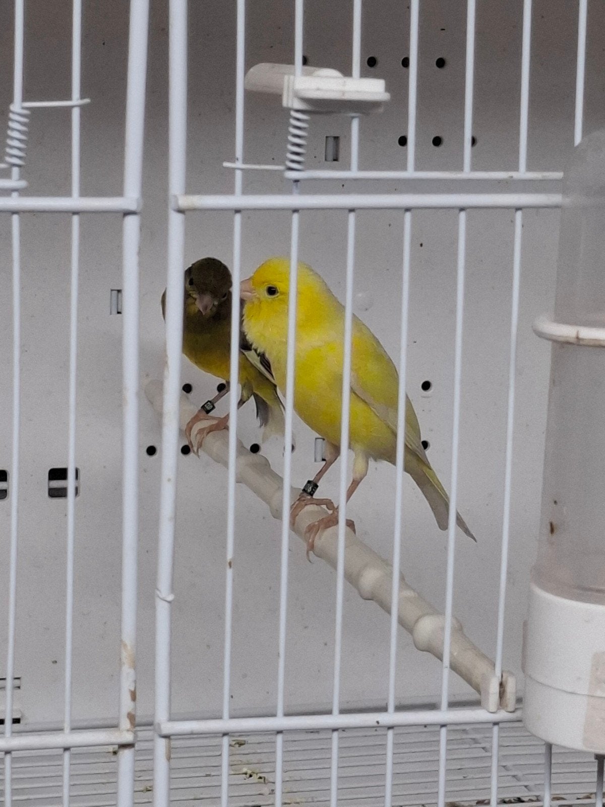 Bon Mâle de canaris raza 2026, Mâle
