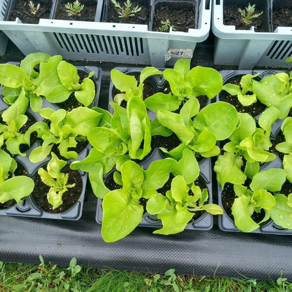 Kropsla planten te koop, Ophalen