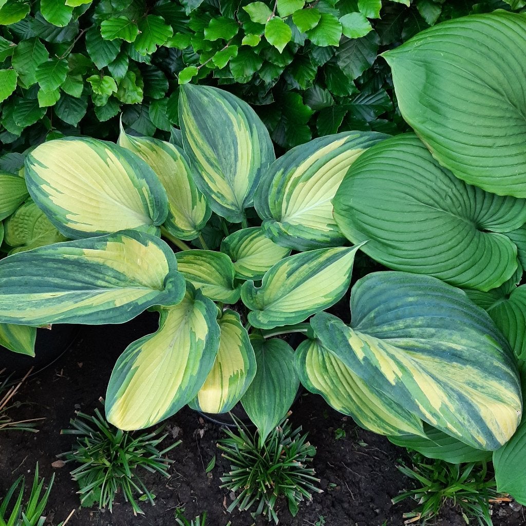 Hosta streaker Special!!!Koopje, Tuin en Terras, Ophalen, Vaste plant