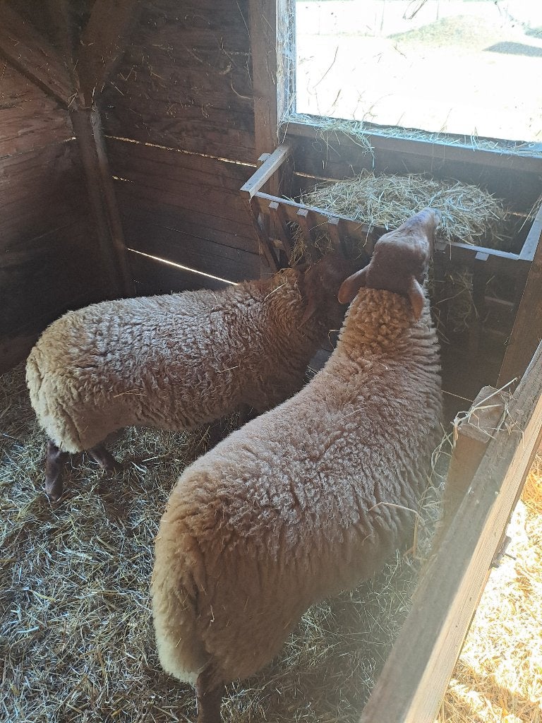 Aedense voskop schapen te koop, Dieren en Toebehoren, Meerdere dieren, Schaap, 0 tot 2 jaar