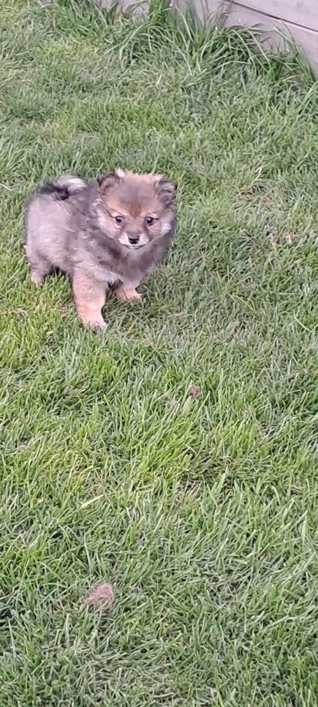 Dwergkeesjes, Parvo, België, Keeshond, 8 tot 15 weken