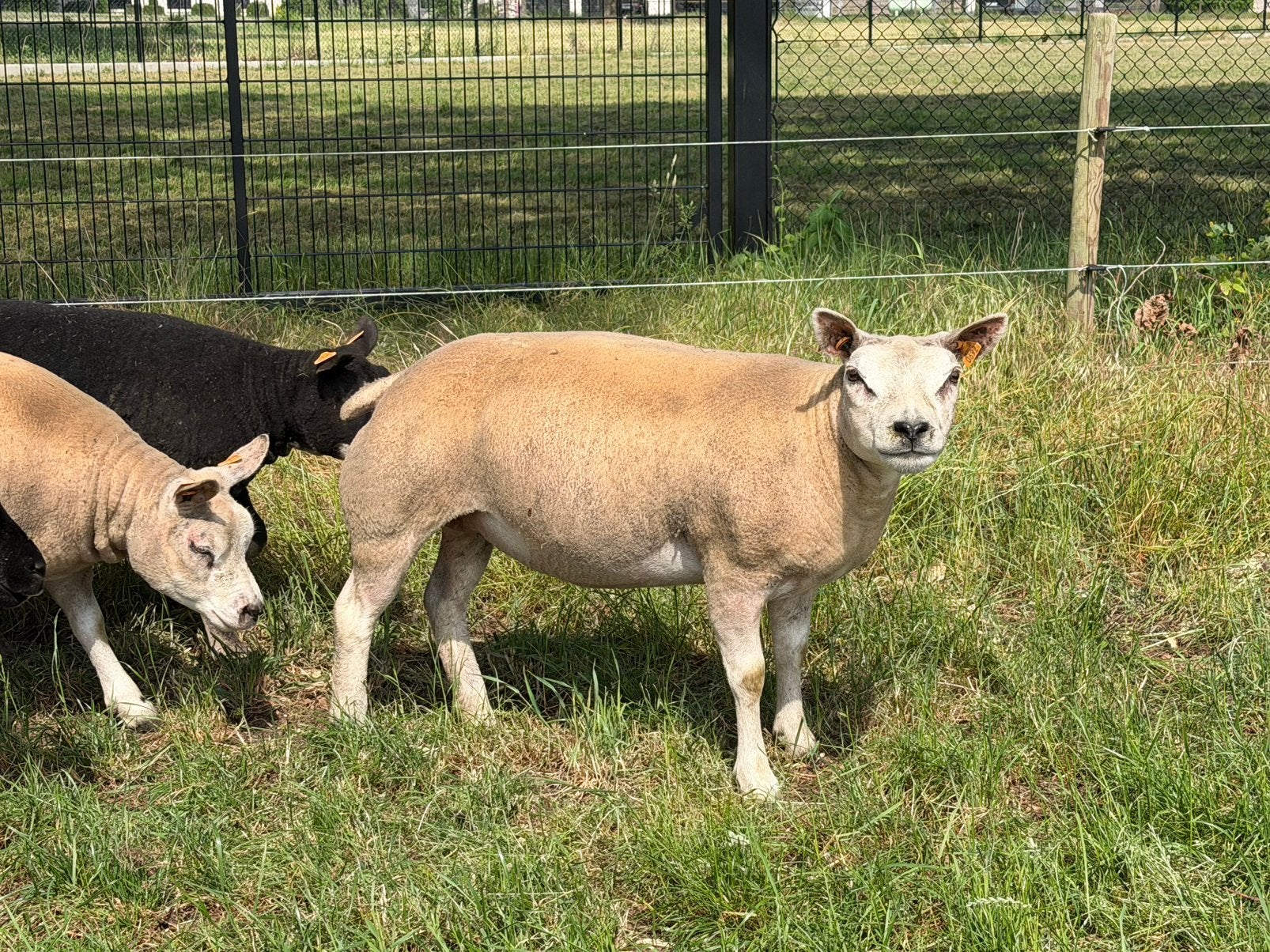 Stamboek texel jaarlingooi, Dieren en Toebehoren