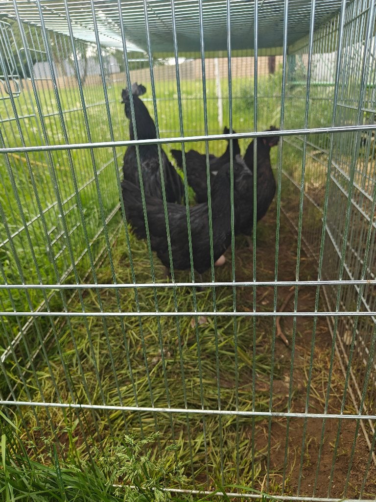 Prachtige haan ayam cemani, Dieren en Toebehoren, Pluimvee, Mannelijk, Kip