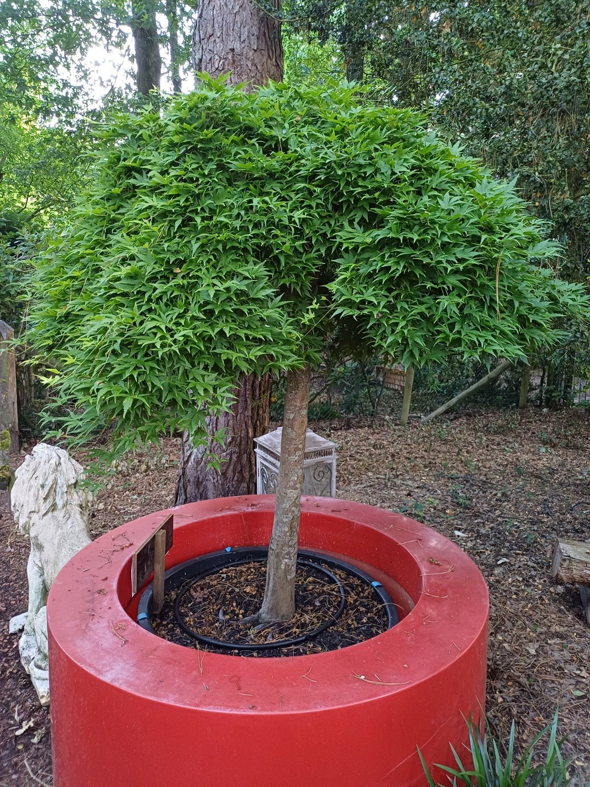 japanse esdoorns, Tuin en Terras, Ophalen