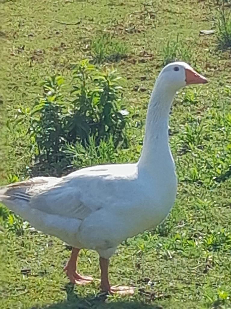 Witte gans (man)