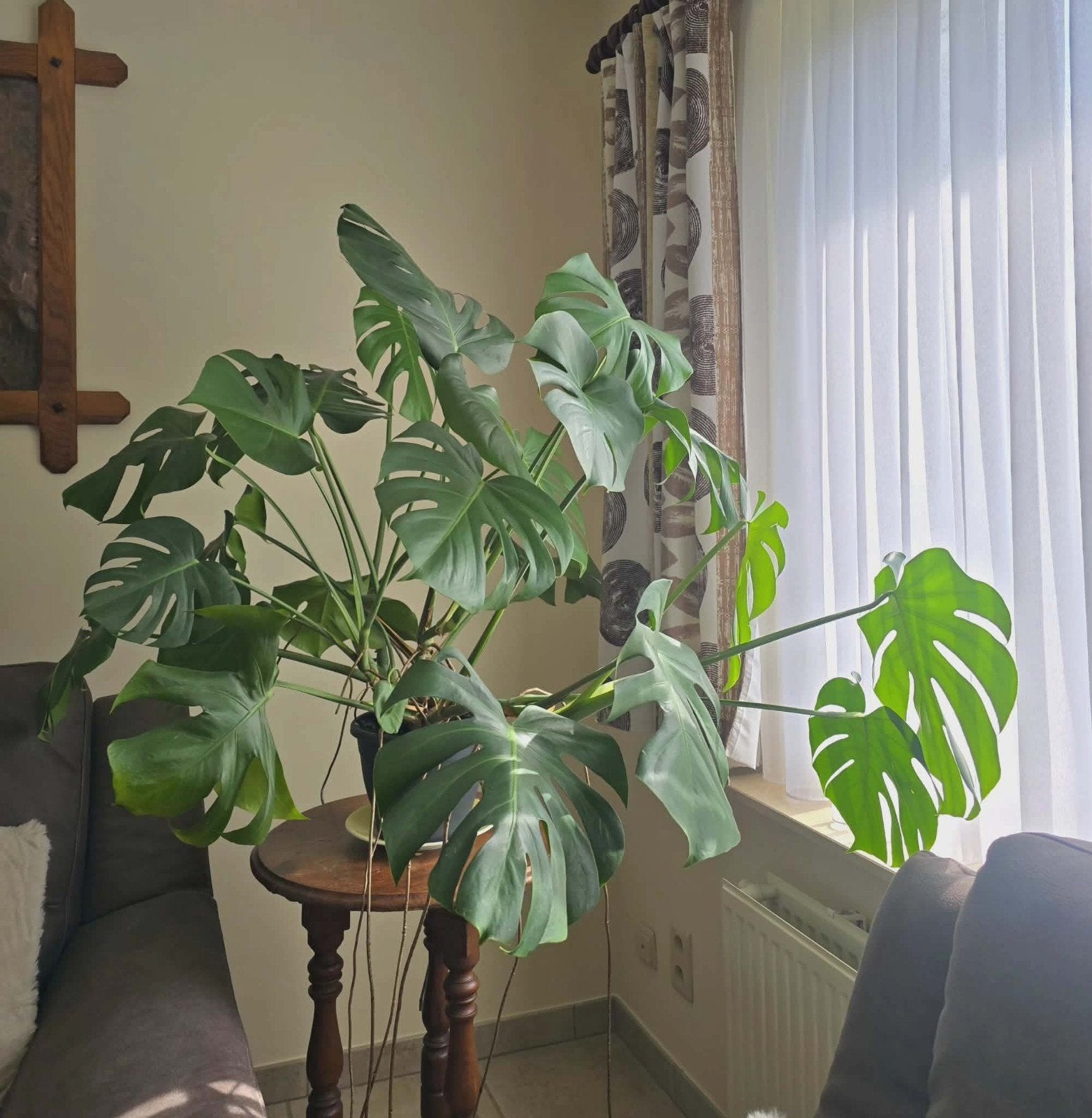 Monstera deliciosa, Enlèvement