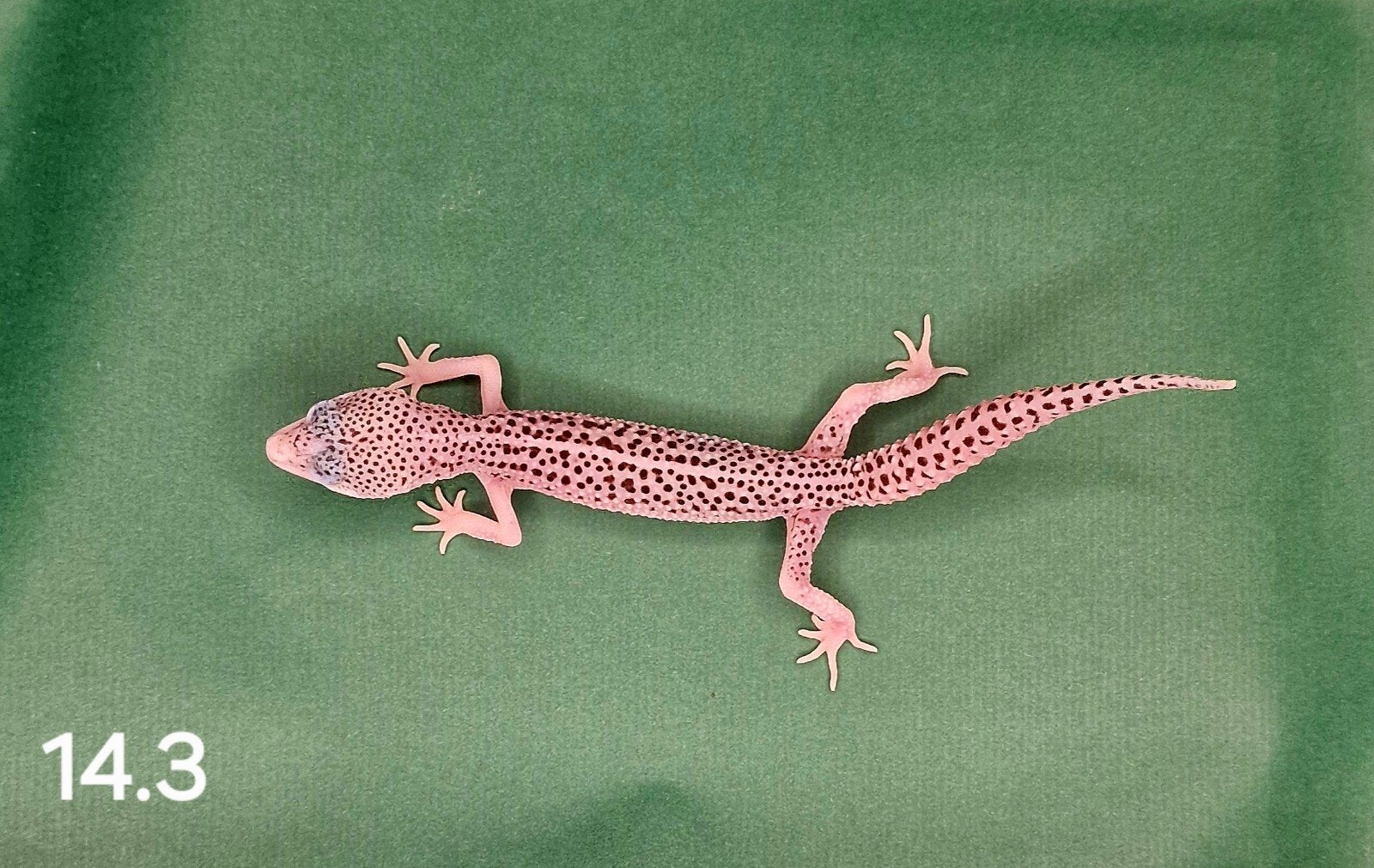 0.1 luipaard gecko