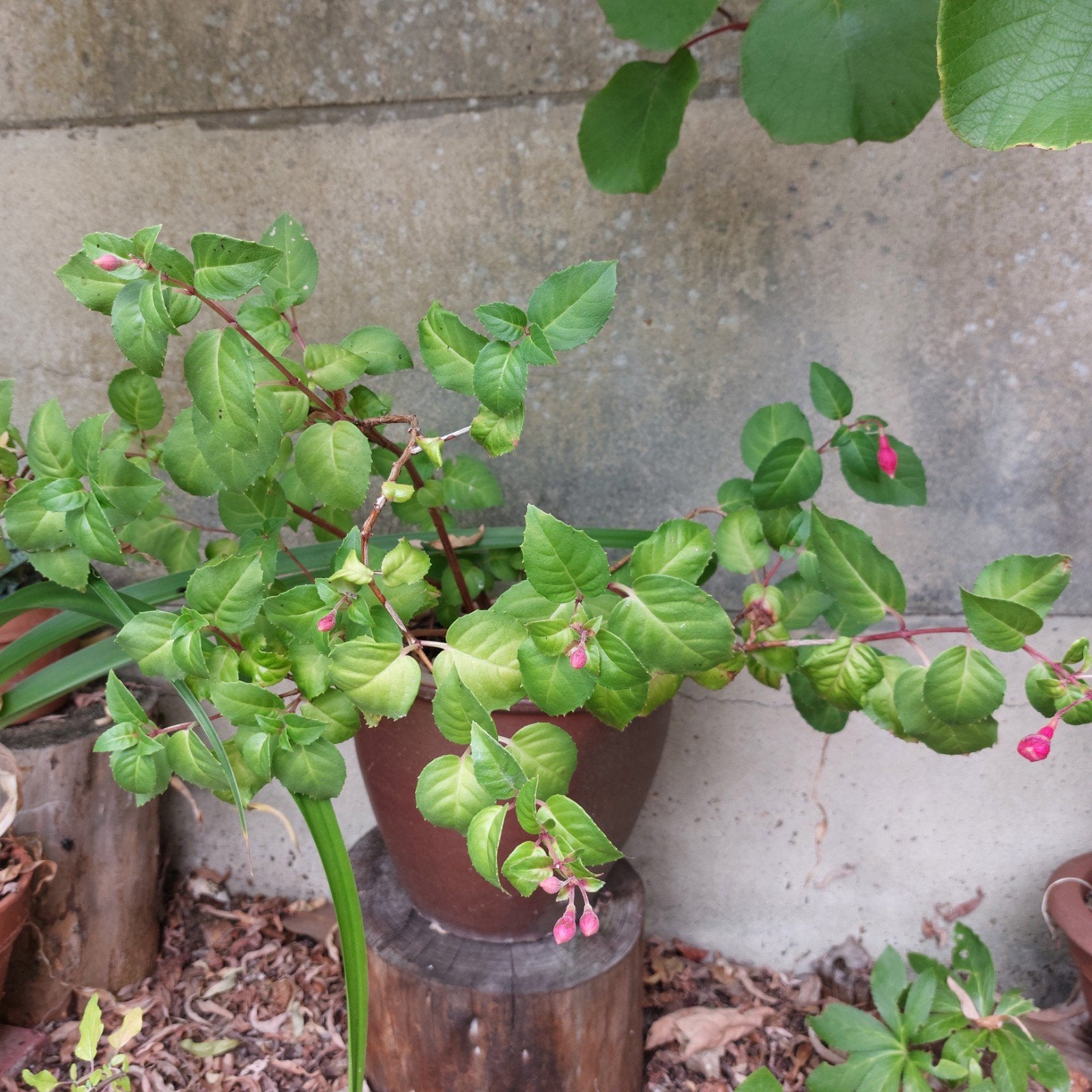 Fuchsia, Tuin en Terras, Ophalen