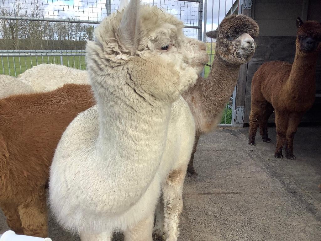 witte jonge alpaca merrie met stamboek, Vrouwelijk, 0 tot 2 jaar