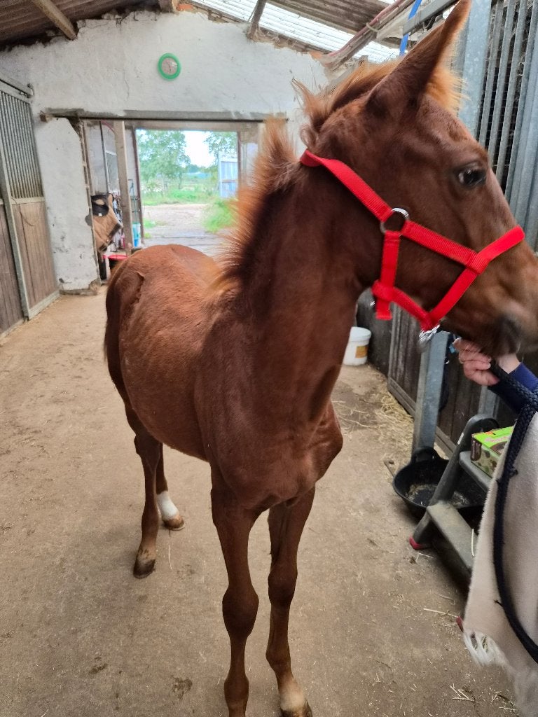 Bwp veulen, Dieren en Toebehoren, Merrie, Springpaard, Met stamboom, 0 tot 2 jaar