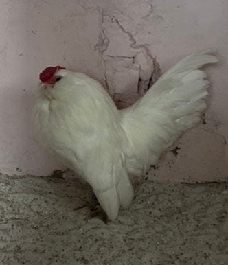 Antwerpse baardkriel, Dieren en Toebehoren, Pluimvee