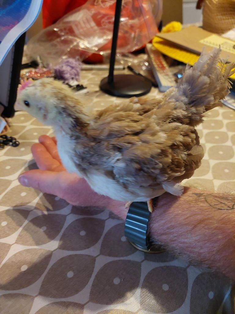 Serama haantjes, Dieren en Toebehoren, Pluimvee