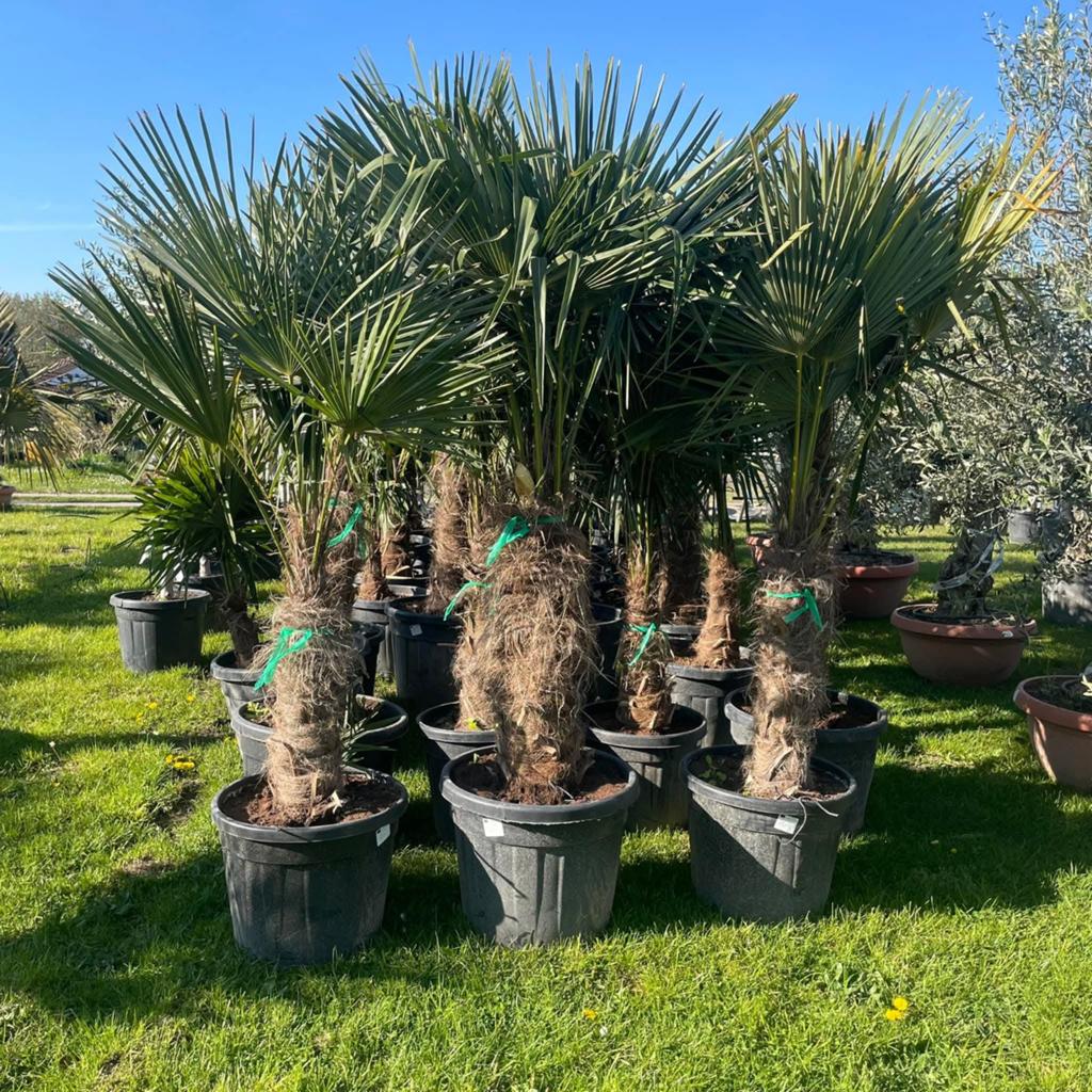 ‼️palmbomen trachycarpus fortunei aan promoprijzen‼️, Ophalen