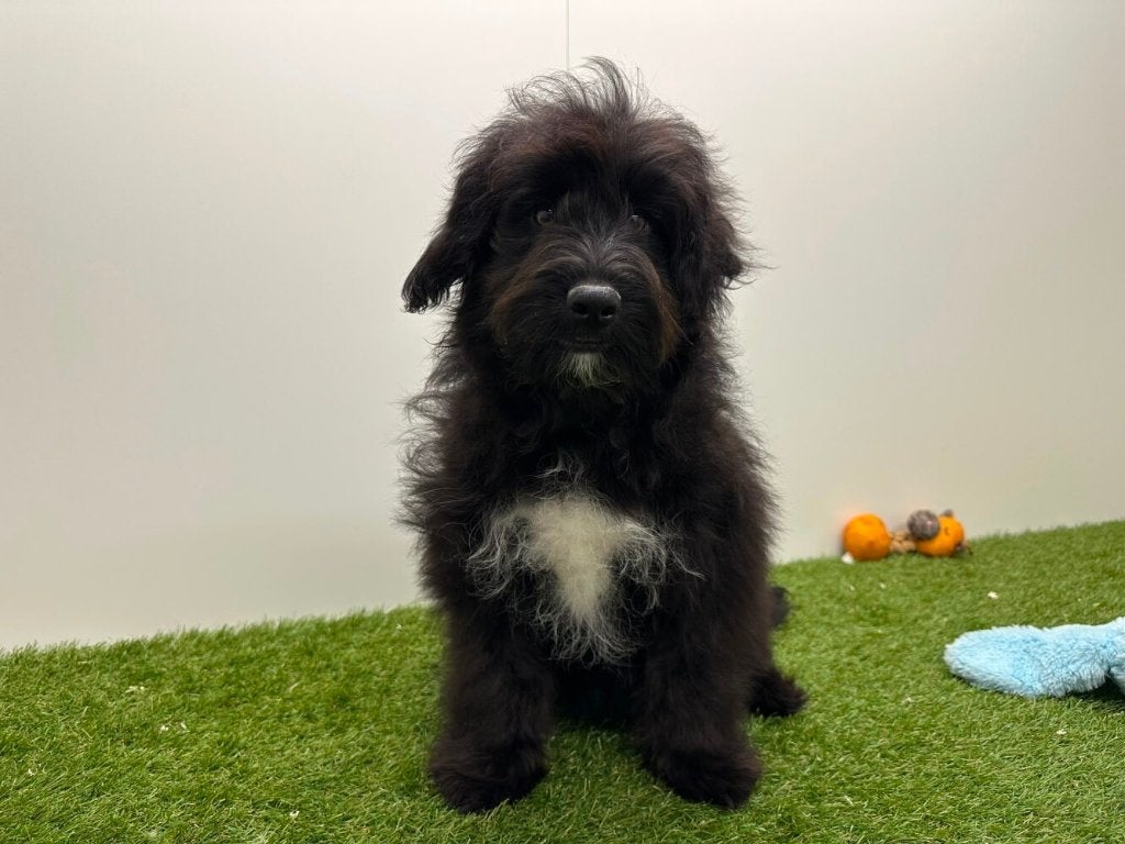Bordoodle puberpups - Border collie & Poedel, België, 15 weken tot 1 jaar, Parvo, Meerdere
