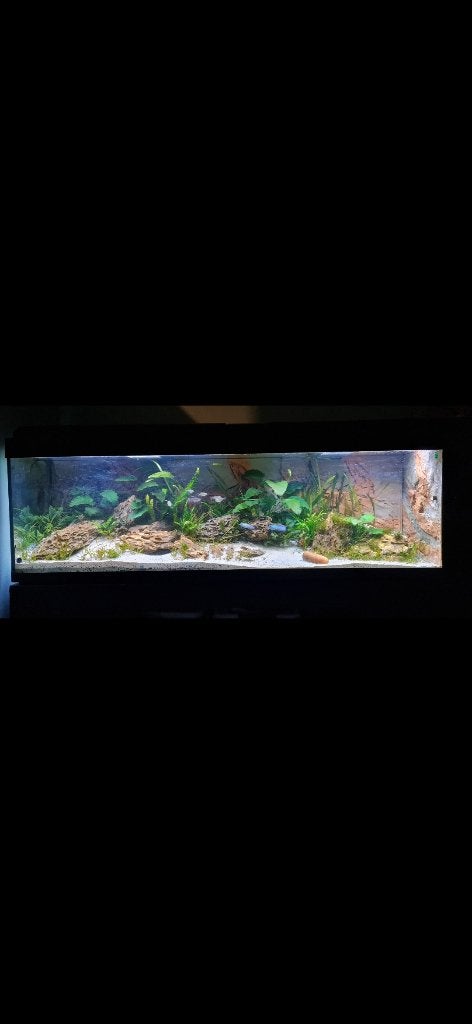 Groot aquarium, Pompe, Aquarium vide, Enlèvement, Utilisé