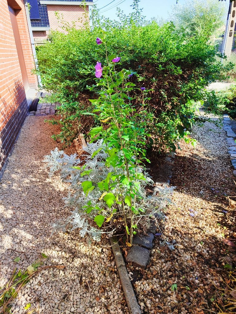 Althea boom, 100 à 250 cm, Plein soleil, Autres espèces, Enlèvement
