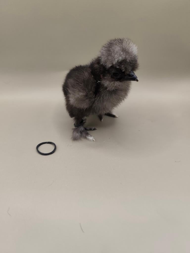 Usa zijdehoen hennen kuikens, Dieren en Toebehoren, Pluimvee, Vrouwelijk, Kip