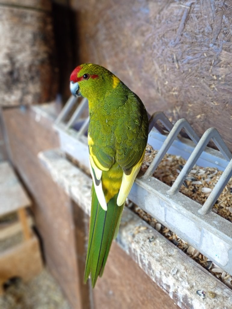 kakeriki, Animaux & Accessoires, Mâle, Bagué