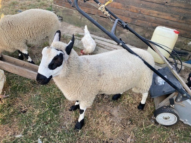 Kerry Hill Ram, Dieren en Toebehoren, Mannelijk, Schaap, 0 tot 2 jaar