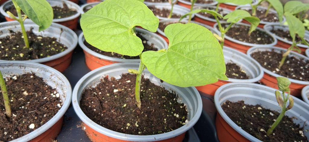 Struikboontjes, Tuin en Terras, Planten | Tuinplanten, Eenjarig, Halfschaduw, Lente, Ophalen
