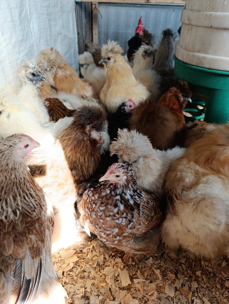 poule soie , cochin, poule soie, padoue et bien d'autres, Animaux & Accessoires, Femelle, Poule ou poulet